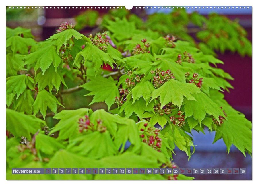 additionalImage2