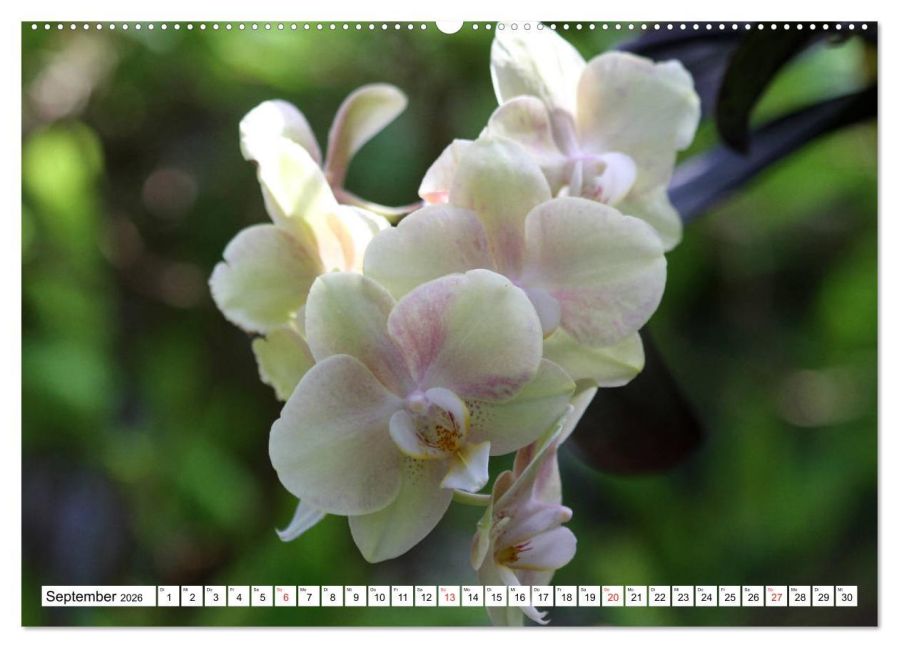 additionalImage13
