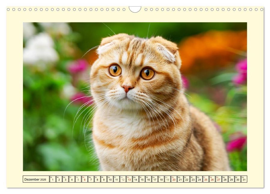 additionalImage4