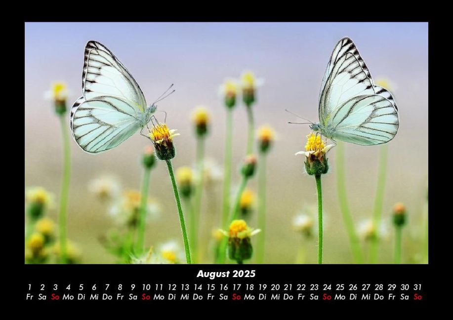 additionalImage12
