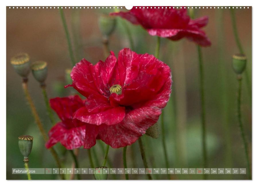 additionalImage6