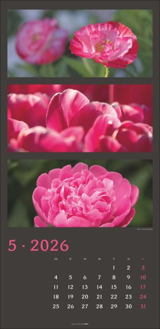 additionalImage5