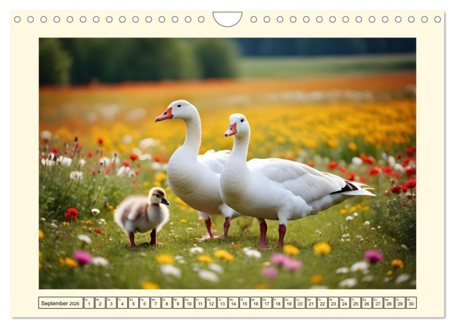 additionalImage14