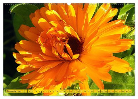 additionalImage4