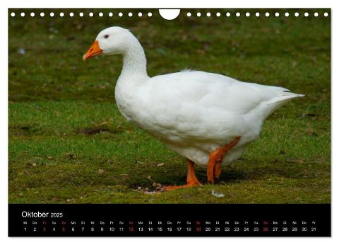additionalImage2