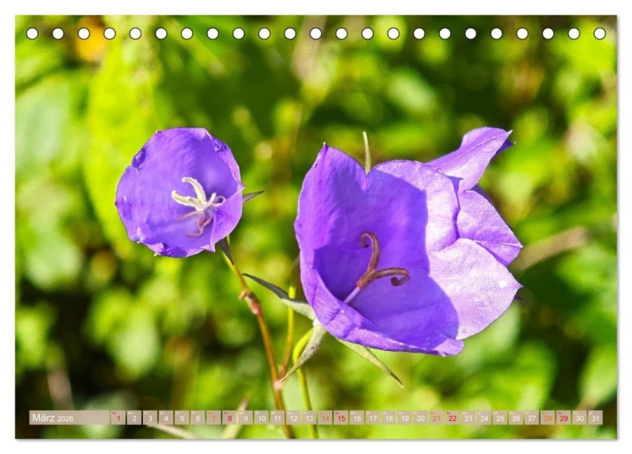 additionalImage8