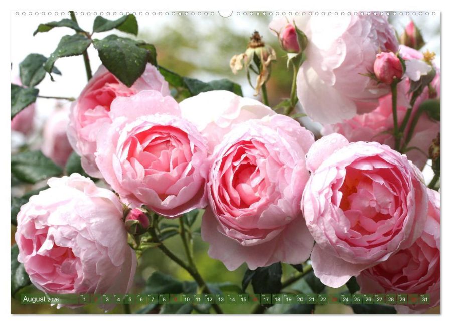additionalImage12