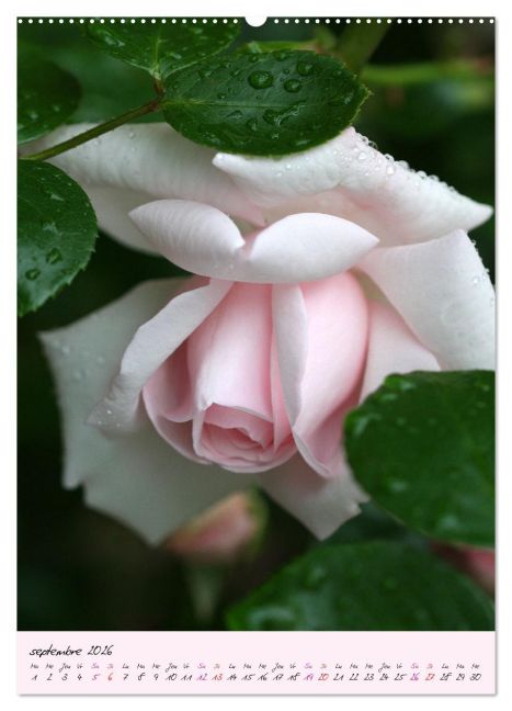 additionalImage14