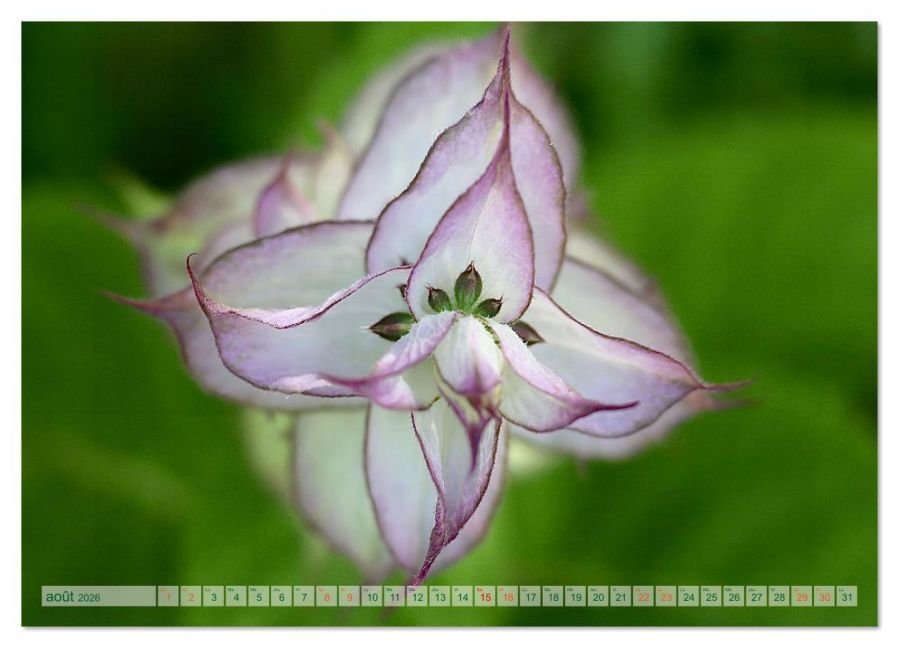additionalImage12