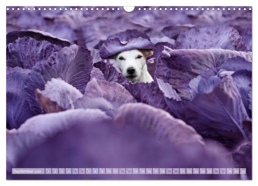 additionalImage14