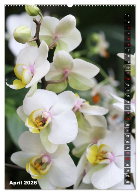 additionalImage8