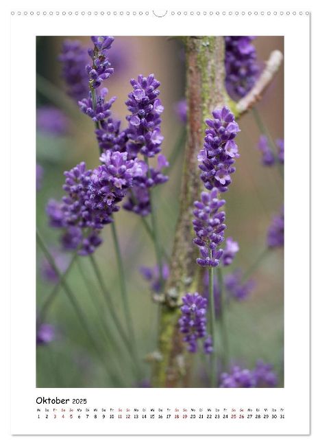 additionalImage1
