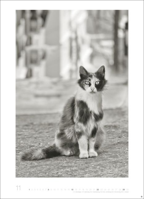 additionalImage11