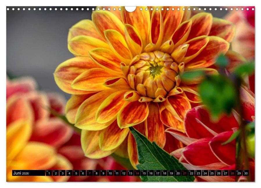 additionalImage11