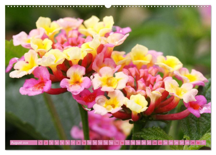 additionalImage12