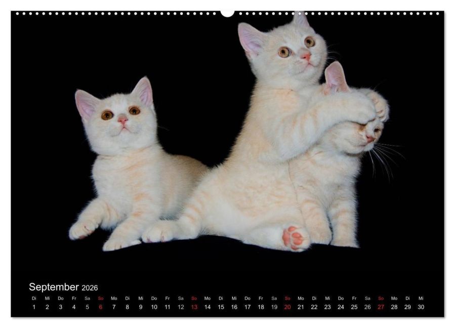 additionalImage13