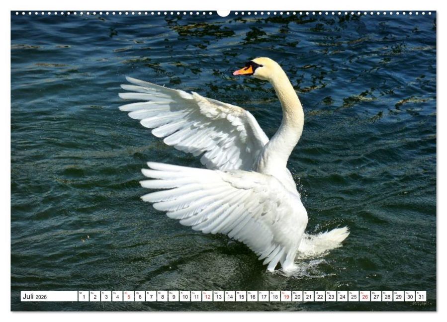additionalImage11