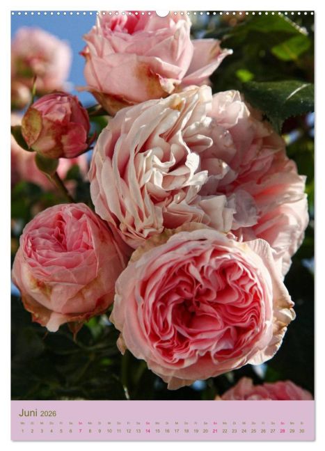 additionalImage11