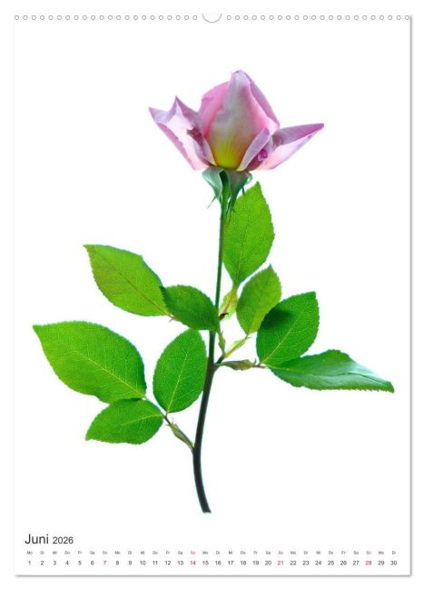 additionalImage11