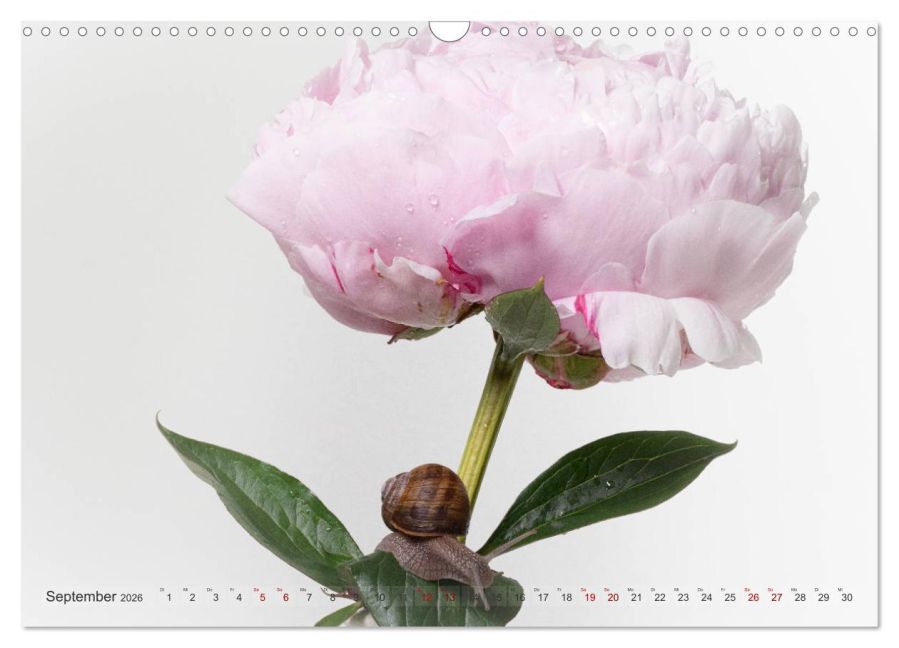 additionalImage14