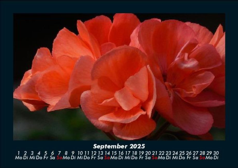 additionalImage1