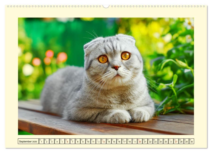 additionalImage14