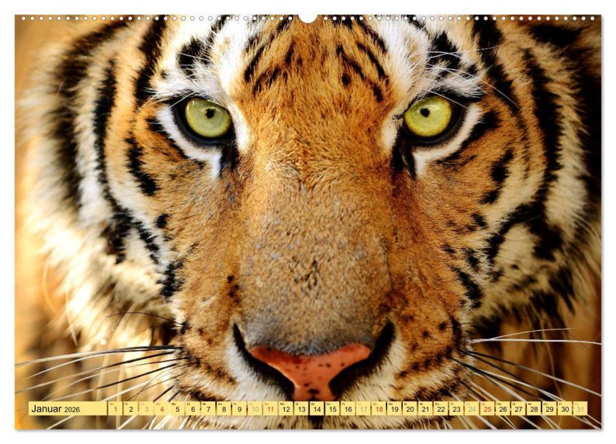 additionalImage5
