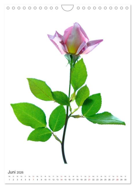 additionalImage11
