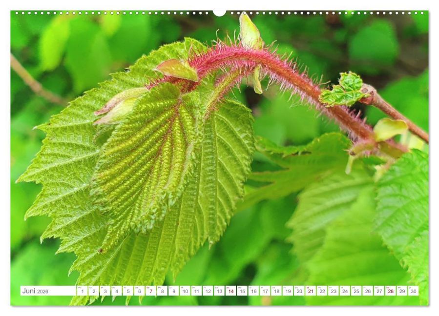 additionalImage10