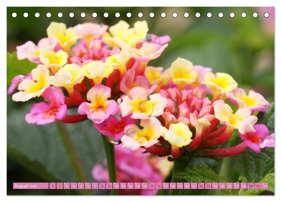 additionalImage13