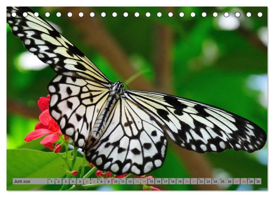 additionalImage11