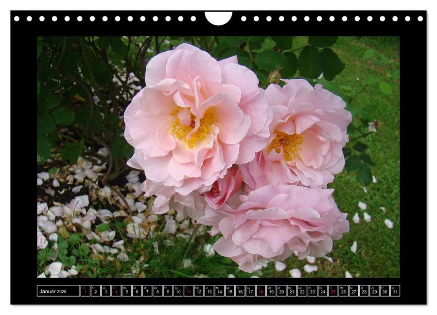 additionalImage6
