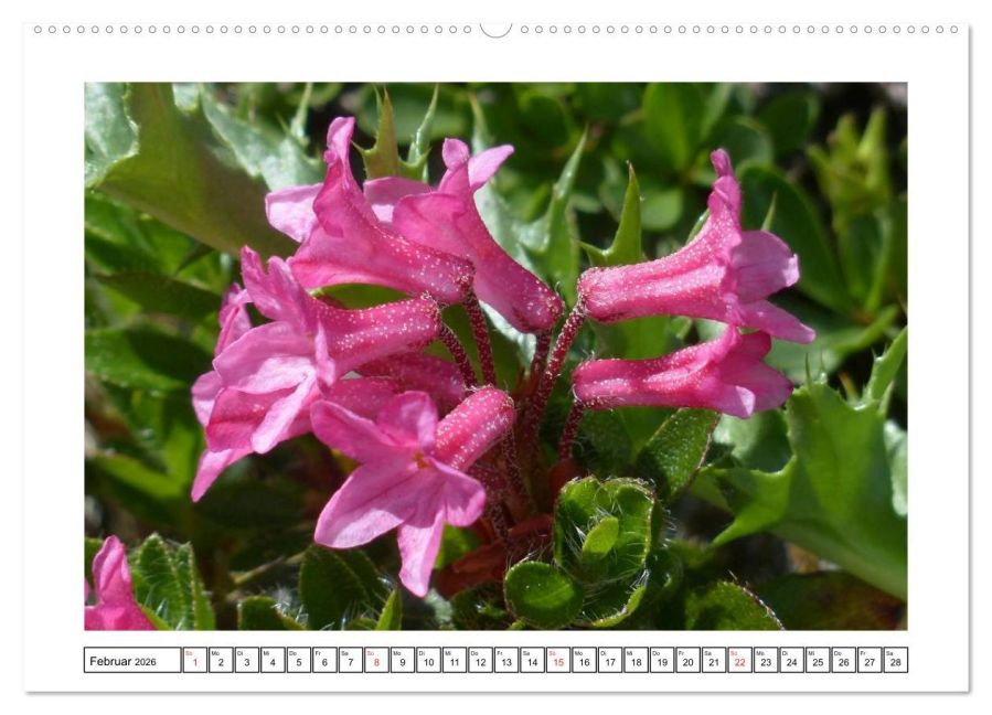 additionalImage6