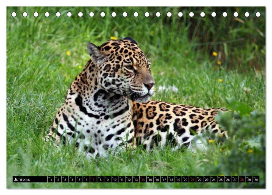 additionalImage11