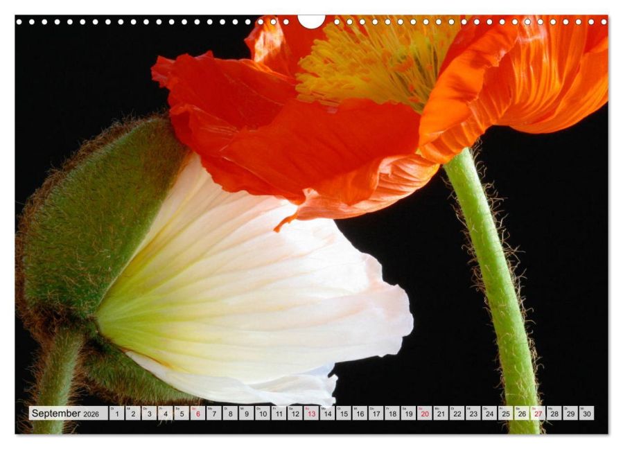 additionalImage14