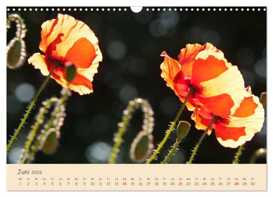 additionalImage11
