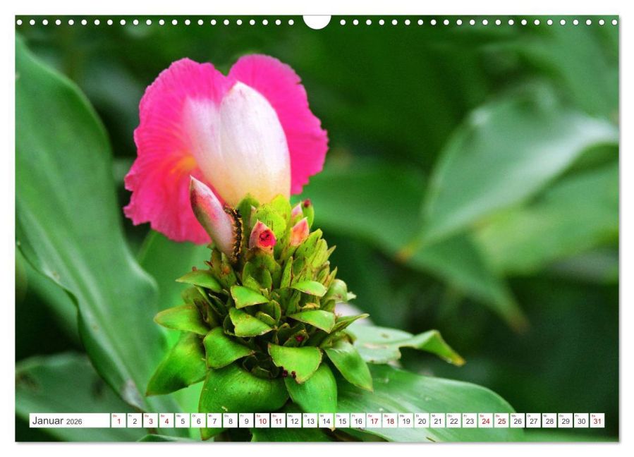 additionalImage6