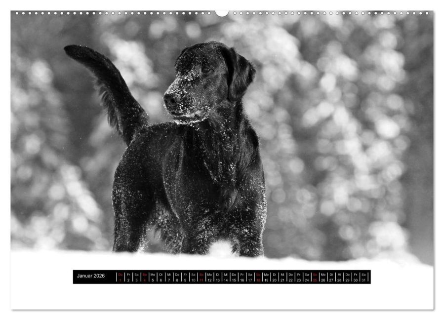 additionalImage5