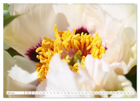 additionalImage11