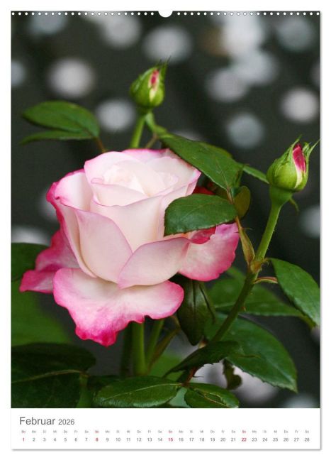 additionalImage6