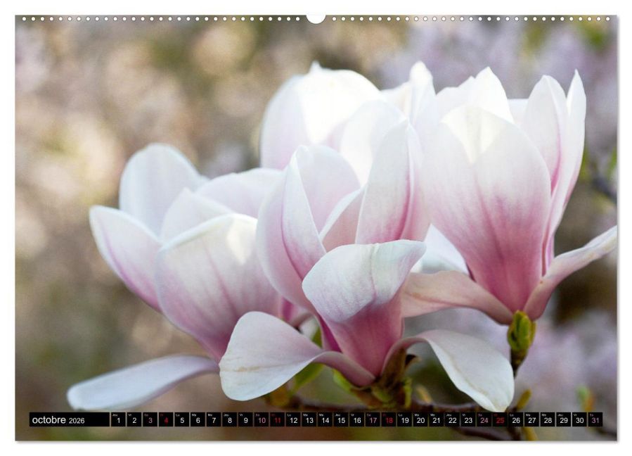 additionalImage1