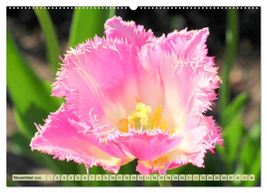 additionalImage2