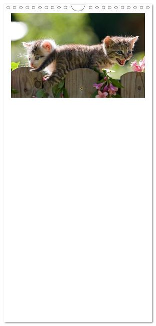 additionalImage2