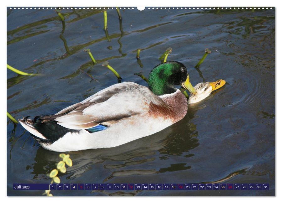 additionalImage11