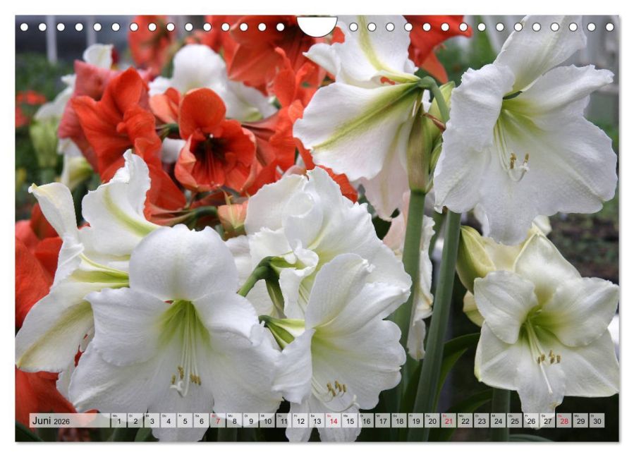 additionalImage11