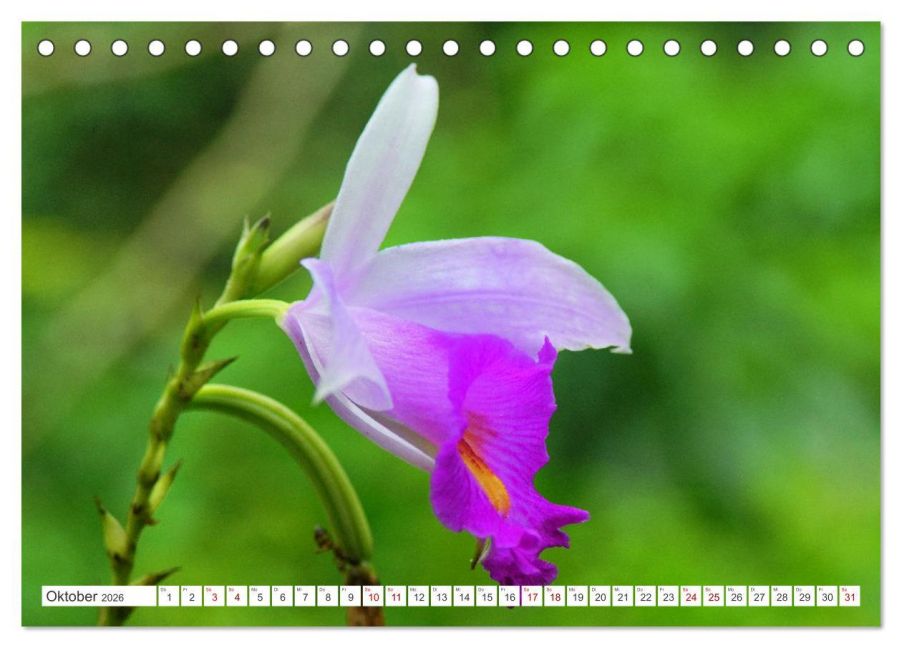 additionalImage2