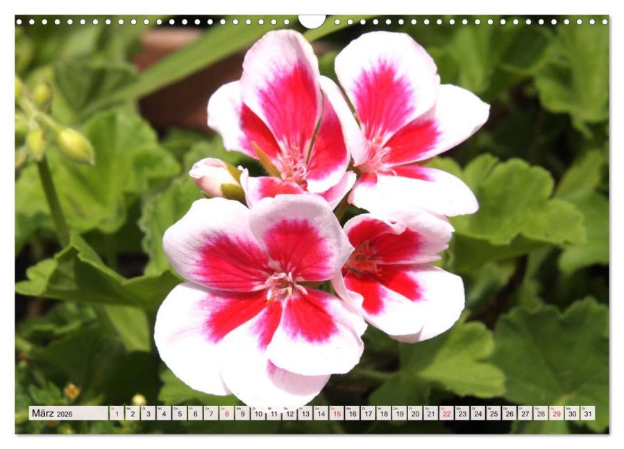 additionalImage8