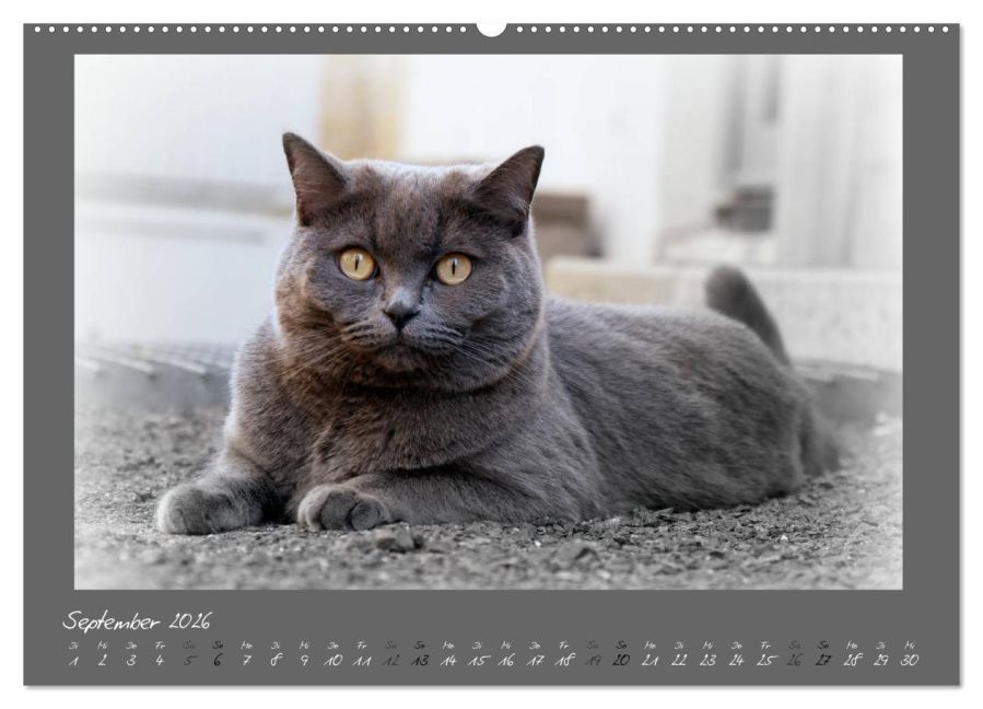 additionalImage13