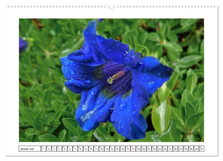 additionalImage6
