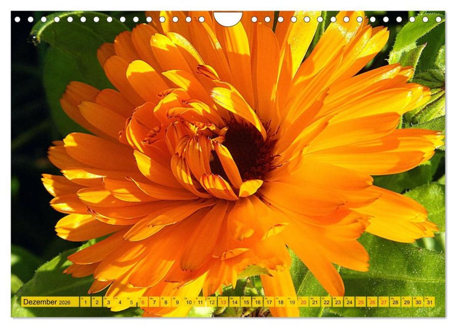 additionalImage4